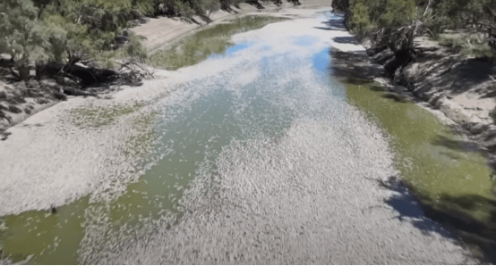 苹果控制版下载苹果版:澳大利亚数百万条死鱼堵塞河流：腐烂气味笼罩小镇 画面曝光-第2张图片-太平洋在线下载