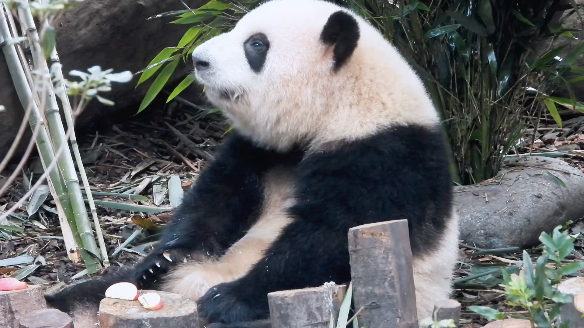 小苹果熊猫版最炫小苹果熊猫-第1张图片-太平洋在线下载