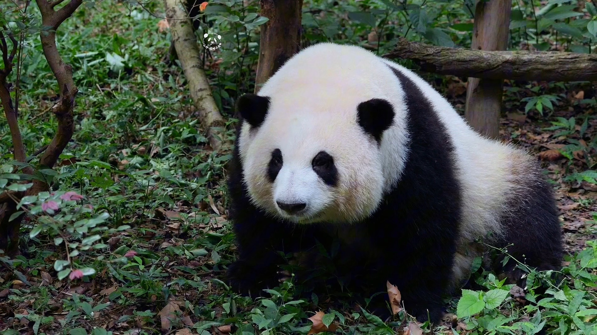 小苹果熊猫版最炫小苹果熊猫-第2张图片-太平洋在线下载