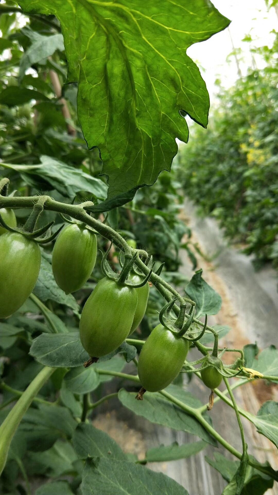 格林庄园苹果版史莱姆牧场在哪里下载-第2张图片-太平洋在线下载